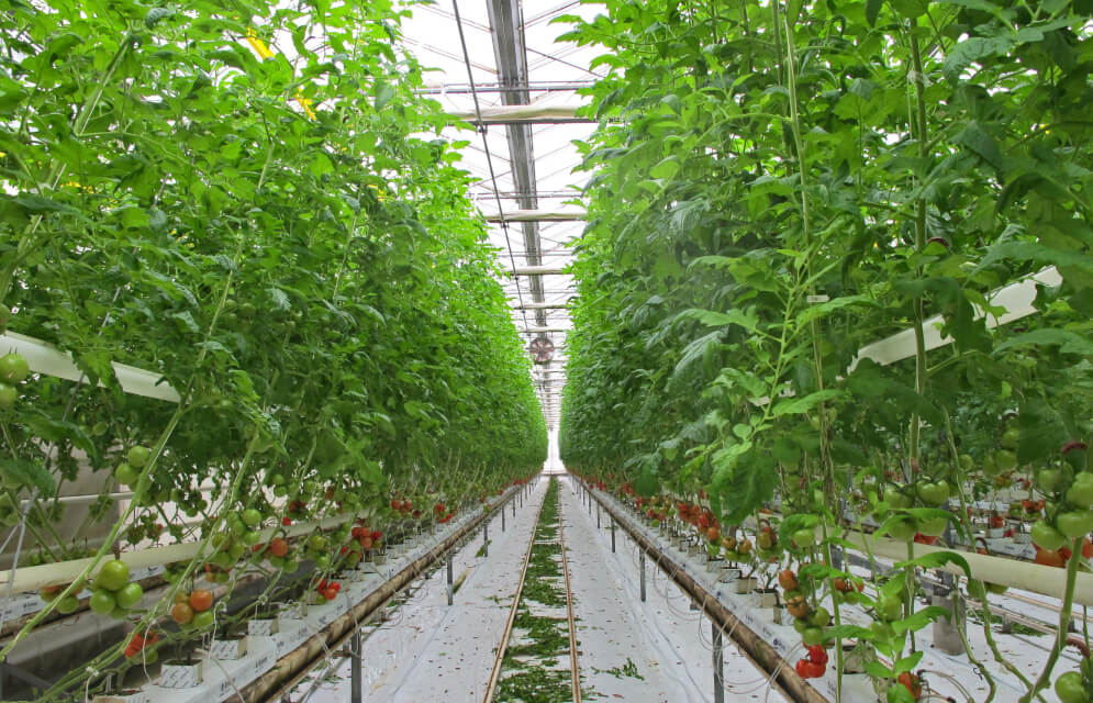 Greenhouse