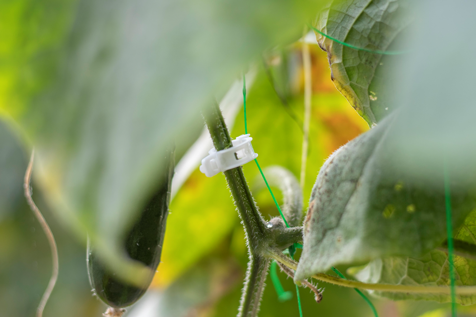 Cucumber clip